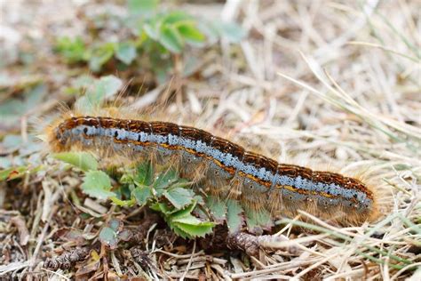 behaarte raupe|Raupe mit Haaren: 12 heimische Raupenarten .